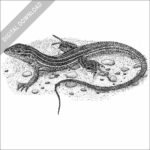 Stock Art Drawing of a Six-Lined Racerunner - Image 2