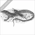 Stock Art Drawing of a Six-Lined Racerunner - Image 2