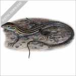 Six-lined Racerunner stock image