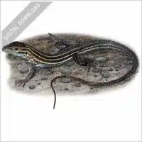 Six-lined Racerunner stock image