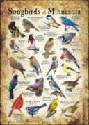 Songbirds of Minnesota poster