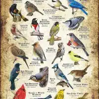 Songbirds of Minnesota poster