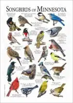 Songbirds of Minnesota poster