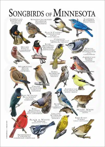Songbirds of Minnesota poster