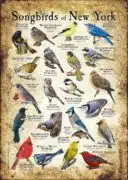 Songbirds of New York poster print