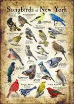 Songbirds of New York poster print