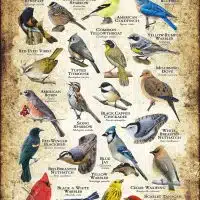Songbirds of New York poster print