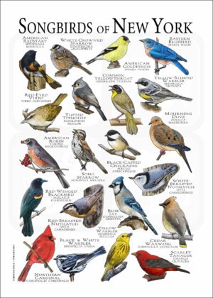Songbirds of New York poster print