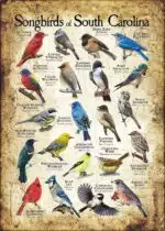 Songbirds of South Carolina poster print
