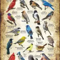 Songbirds of South Carolina poster print