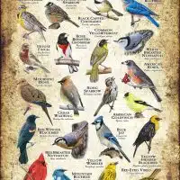 Songbirds of South Dakota poster print