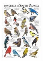 Songbirds of South Dakota poster print