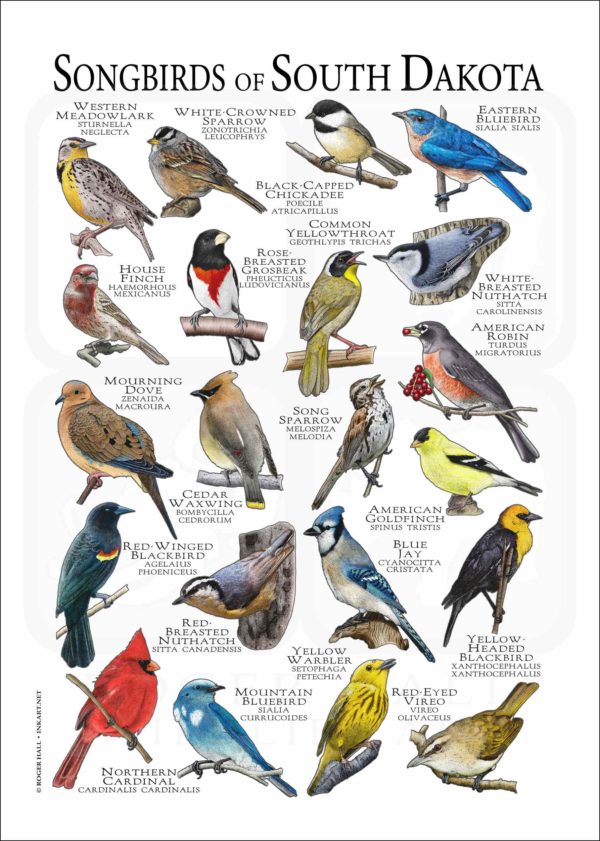 Songbirds of South Dakota poster print