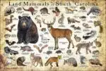 Land Mammals of South Carolina poster print