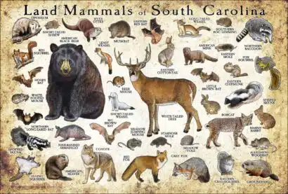 Land Mammals of South Carolina poster print