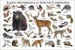 Land mammals of South Carolina