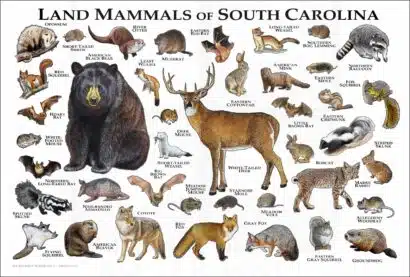 Land mammals of South Carolina
