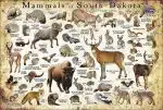 Mammals of South Dakota poster print