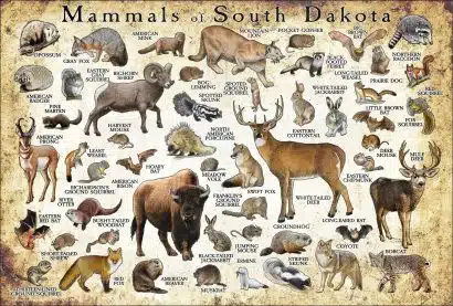 Mammals of South Dakota poster print
