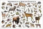 South Dakota Mammals poster print