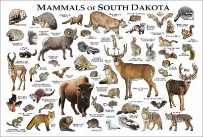 South Dakota Mammals poster print