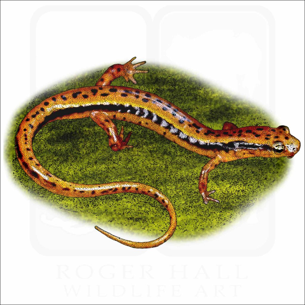 Southern Two-Lined Salamander - Signed Fine Art Print
