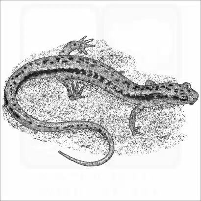 Southern Two-Lined Salamander