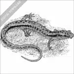 Southern Two-Lined Salamander