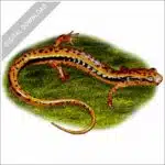 Southern Two-Lined Salamander stock image
