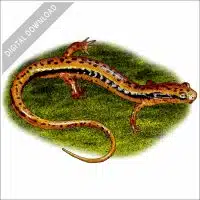 Southern Two-Lined Salamander stock image