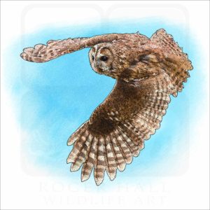 Tawny Owl illustration