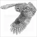 Tawny Owl