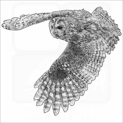 Tawny Owl