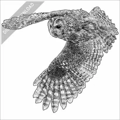 Tawny Owl