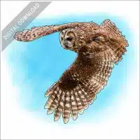 Tawny Owl stock image