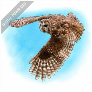 Tawny Owl stock image
