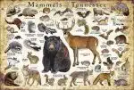 Mammals of Tennessee poster print