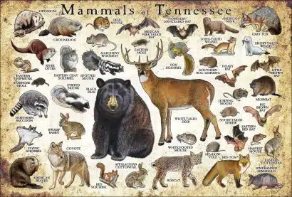 Mammals of Tennessee poster print