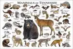 Mammals of Tennessee poster print