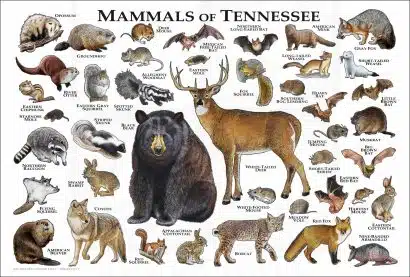 Mammals of Tennessee poster print