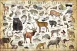 Land Mammals of Texas poster print