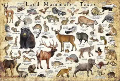 Land Mammals of Texas poster print