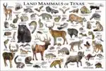 Land Mammals of Texas poster print