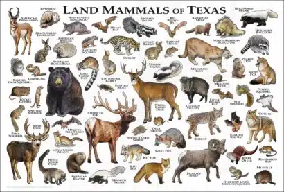 Land Mammals of Texas poster print