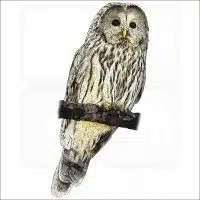 Ural Owl illustration