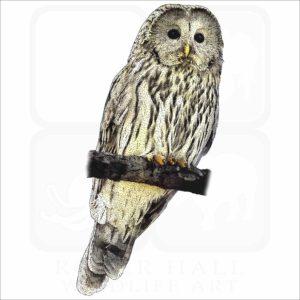 Ural Owl illustration
