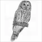 Ural Owl