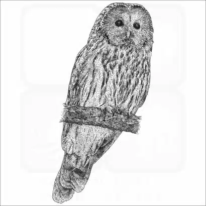 Ural Owl