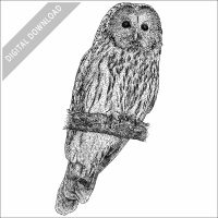 Ural Owl