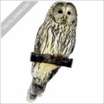 Ural Owl stock image